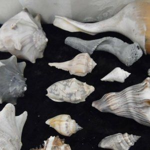 Nice lot of shells